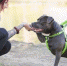 Шекснинцев могут обязать маркировать домашних животных - Вся.РФ